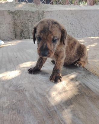 Cuccioli di maremmano jagd terrier