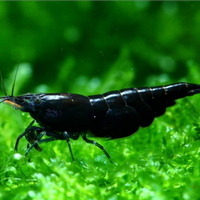 Caridine gamberetti acquario tropicale