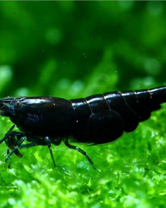 Caridine gamberetti acquario tropicale