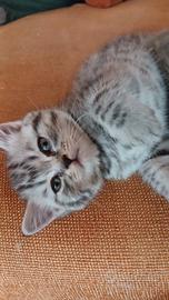 Cuccioli Schottish Fold