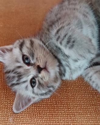 Cuccioli Schottish Fold