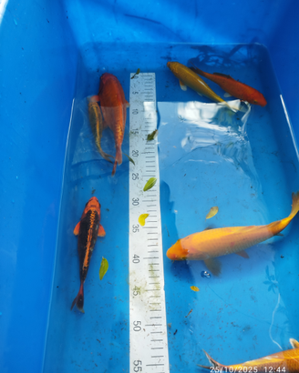 Carpe koi