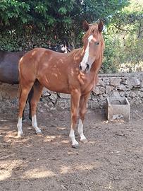Cavallo