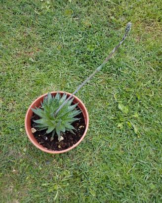 piante grasse