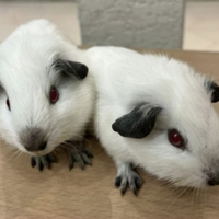 Cavie porcellini d' India California