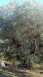 Ulivo secolare