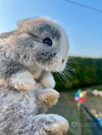 Conigli nani Minilop