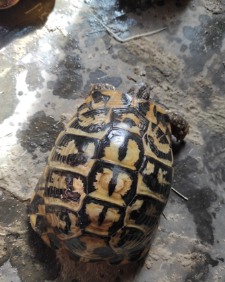 Tartarughe