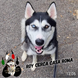 Roy cucciolone Husky 11 mesi