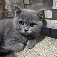 Gattini scottisch straight