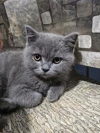 Gattini scottisch straight