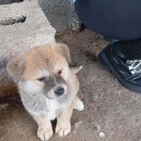 Akita Inu