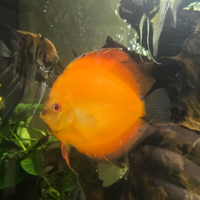 Discus