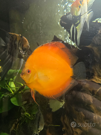 Discus