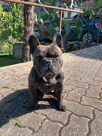 Bulldog Francese per Monta