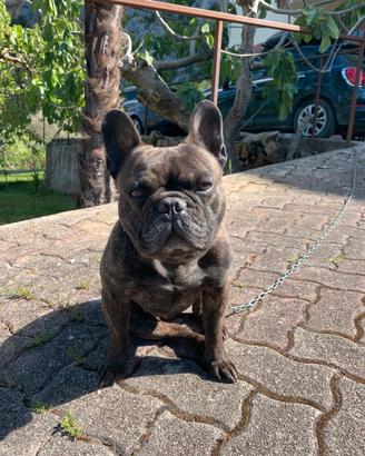 Bulldog Francese per Monta