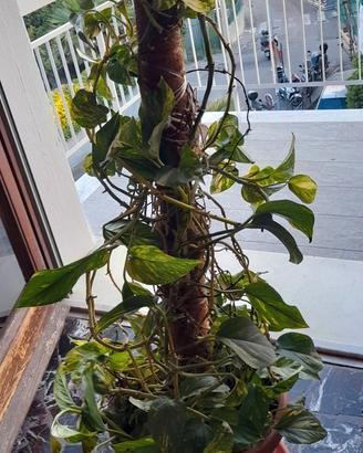 Pianta di Potos.