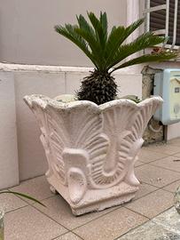 Vaso in cemento con Cycas