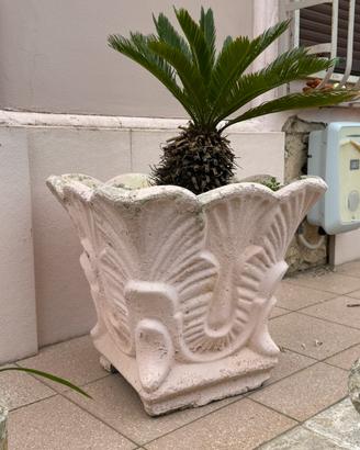 Vaso in cemento con Cycas