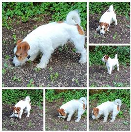 Jack russell terrier 2 maschi