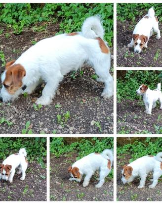 Jack russell terrier 2 maschi