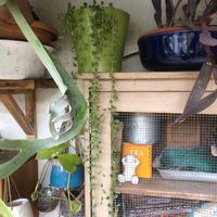 Senecio a collana 60 cm