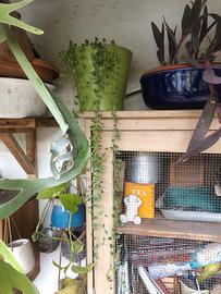 Senecio a collana 60 cm