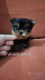 Yorkshire terrier maschietto piccola meraviglia