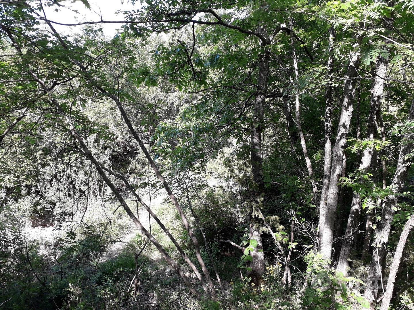 Terreno boschivo - Vista 2