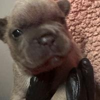 Bulldog francesi nati il 5 marzo