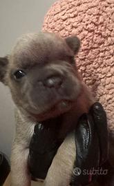 Bulldog francesi nati il 5 marzo