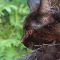 Cucciola Maine Coon Black con pedigree