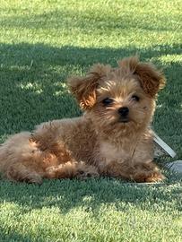 Cucciolo di Maltipoo