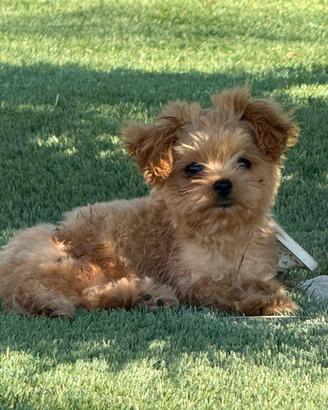 Cucciolo di Maltipoo