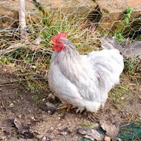 Galli cocincina nana