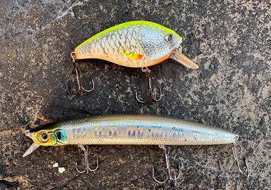 Esche pesca spinning