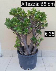 Piante crassula 