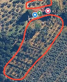 Oliveto con spazio per orto