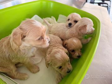 Maltipoo mini toy