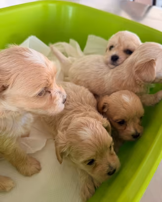 Maltipoo mini toy