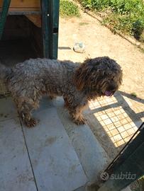 Lagotto romagnolo tartufi