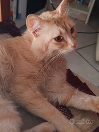 Gatto rosso pelo lungo