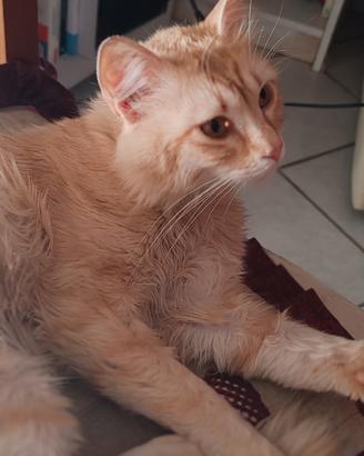 Gatto rosso pelo lungo