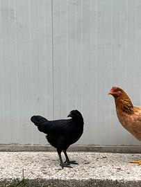 Gallina Cemani