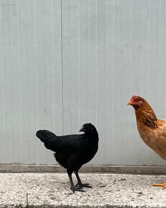 Gallina Cemani