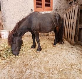 Pony Shetland