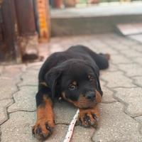 Cucciolo Rottweiler