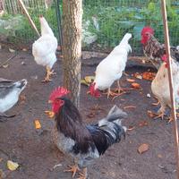 Galli di varie razze di 7 mesi