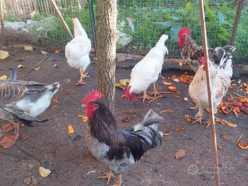 Galli di varie razze di 7 mesi