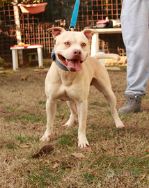 Maschio di American Pitbull Terrier